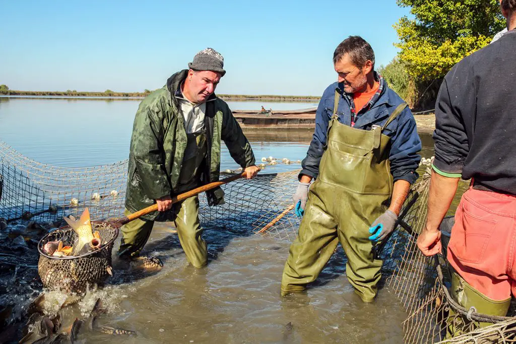 fishermen wearing waders retrieve fish with a landing net