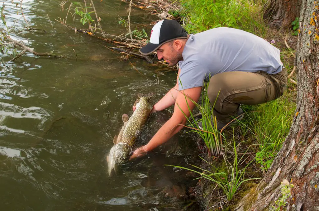 fisherman wearing wading pants catches fish