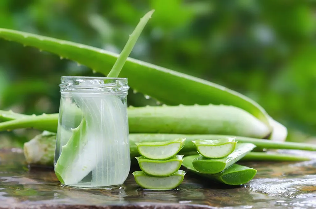 aloe vera