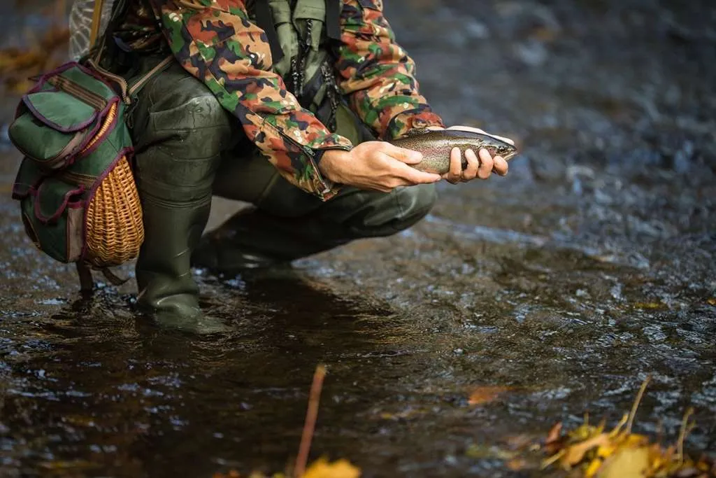 Hands of a fly fisherman holding a trout while wearing waders